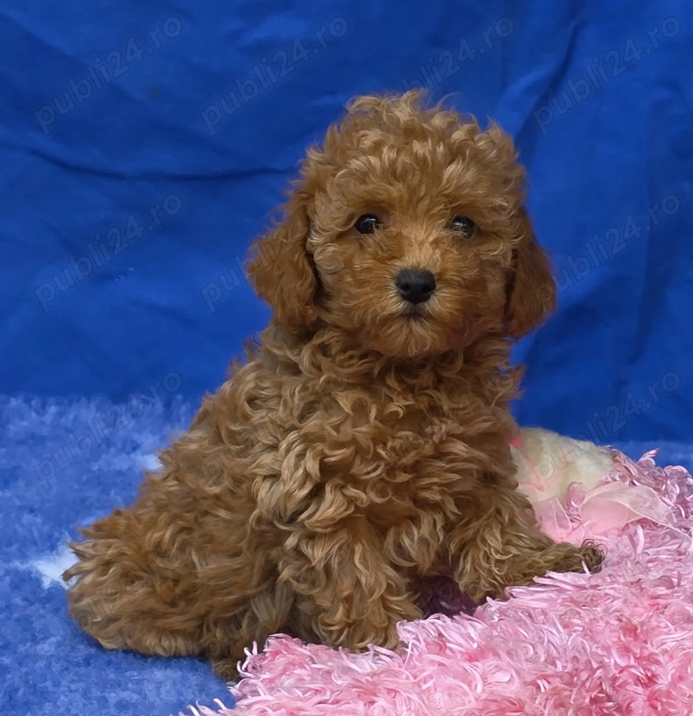 Pudel ( Canis ) toy rosu si apricot