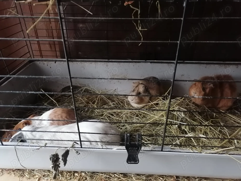 Vind porcusori de guineea 