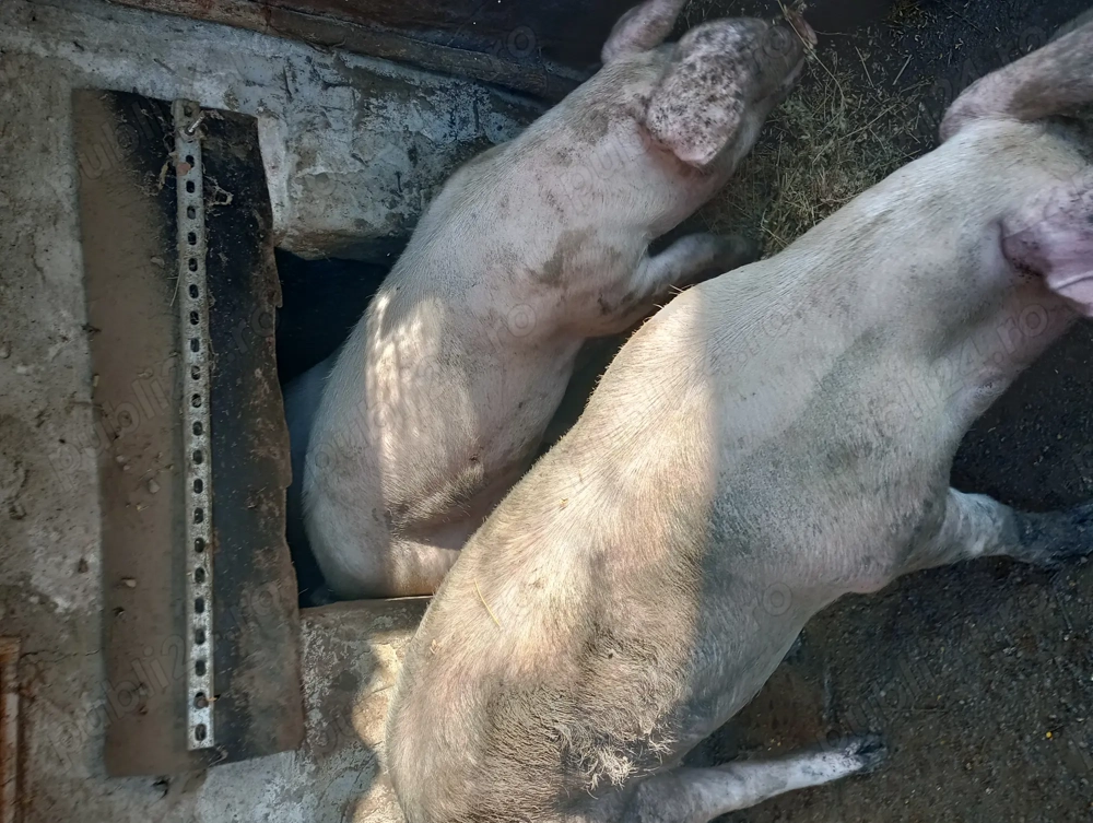 Vând porci de carne 