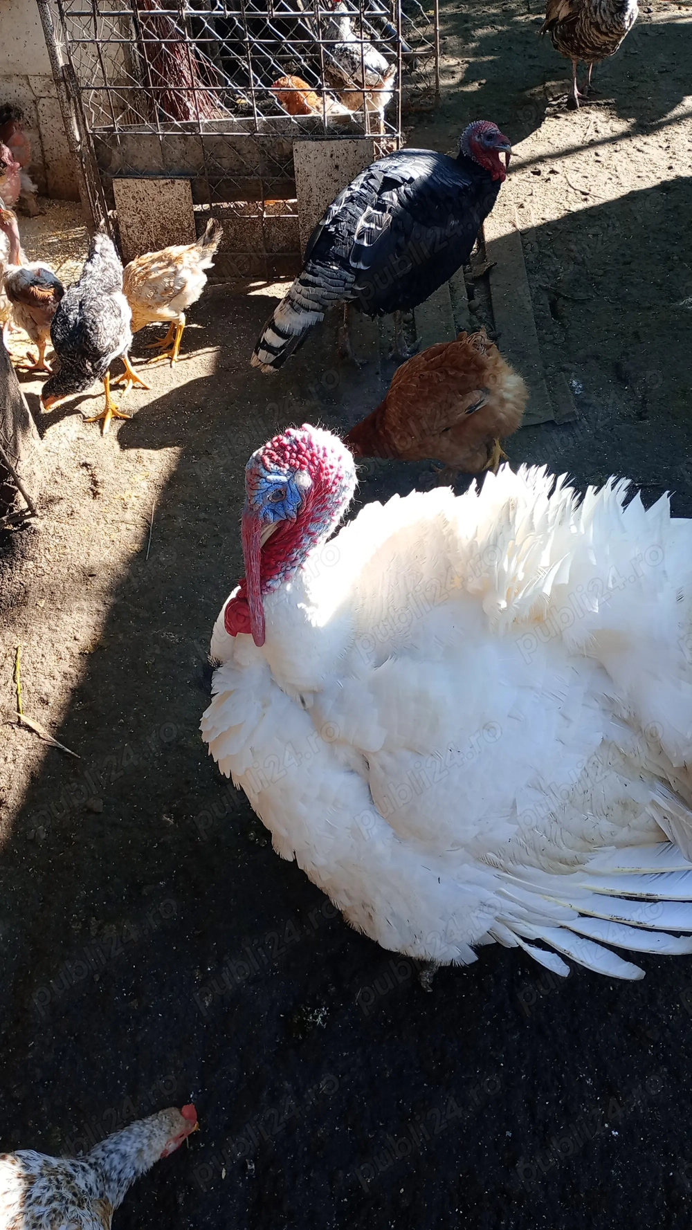 Vând curcan de carne 