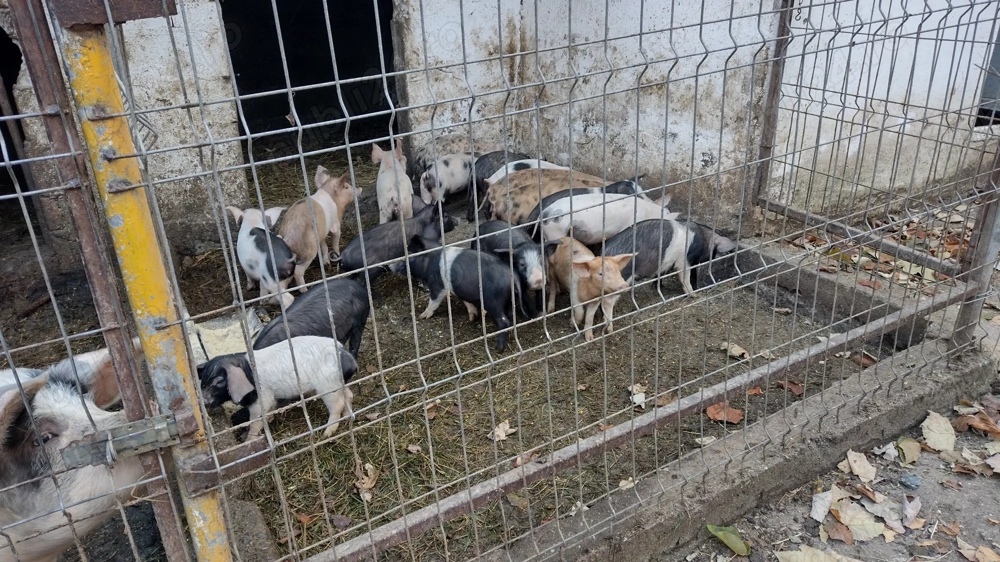 De vânzare purcei înțărcați,vaccinați mâncăcioși!