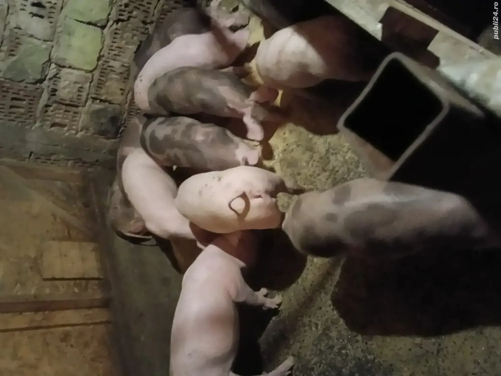 grasuni landrece pietrean 