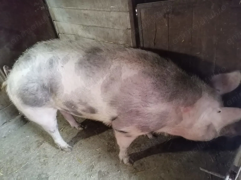 Purcea Pietrain de sacrificat 250 kg