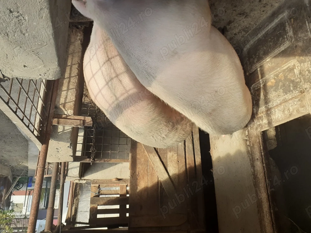 Pentru Crăciun crescuți la țară cu porumbi