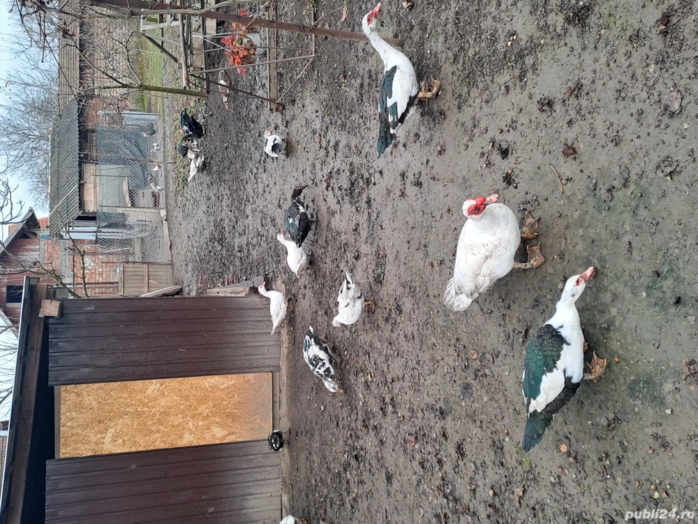 Rațe mute de vânzare 