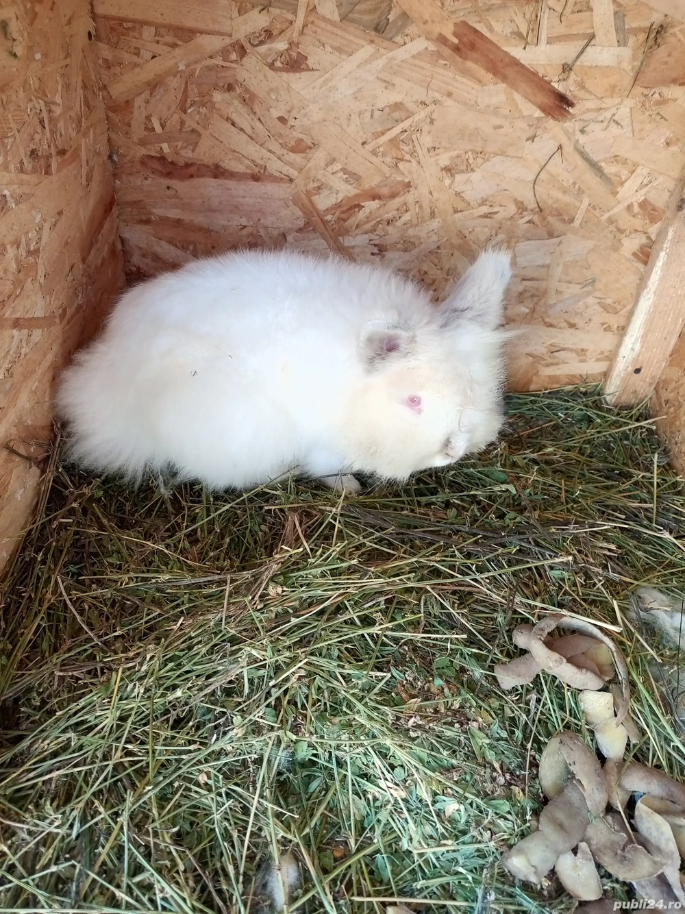 vand familie iepuri cap de leu