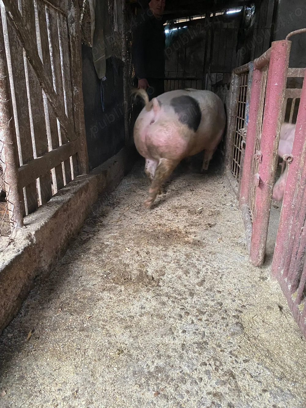 Vand porci de taiat...200kg+.merită văzuți!