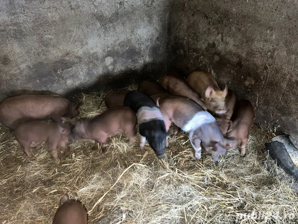 Vand purcei de 9 saptamani si 7 saptamani 