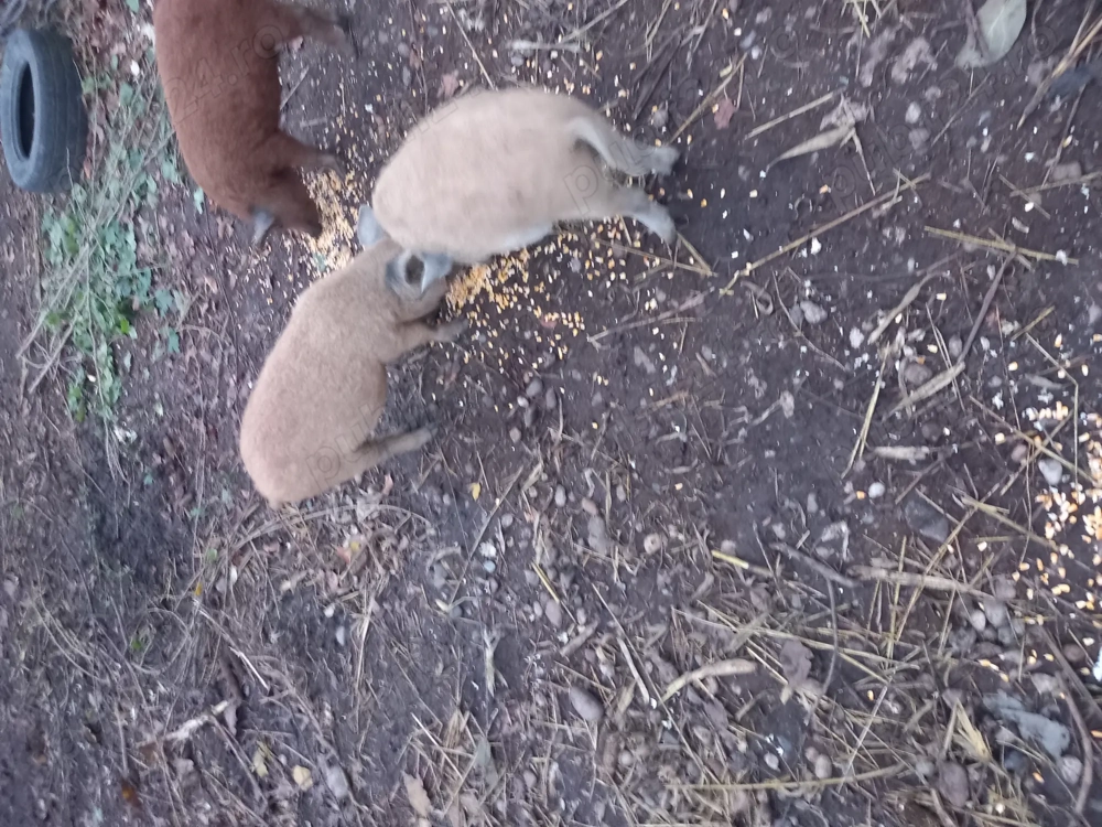 Vând purcei mangalita