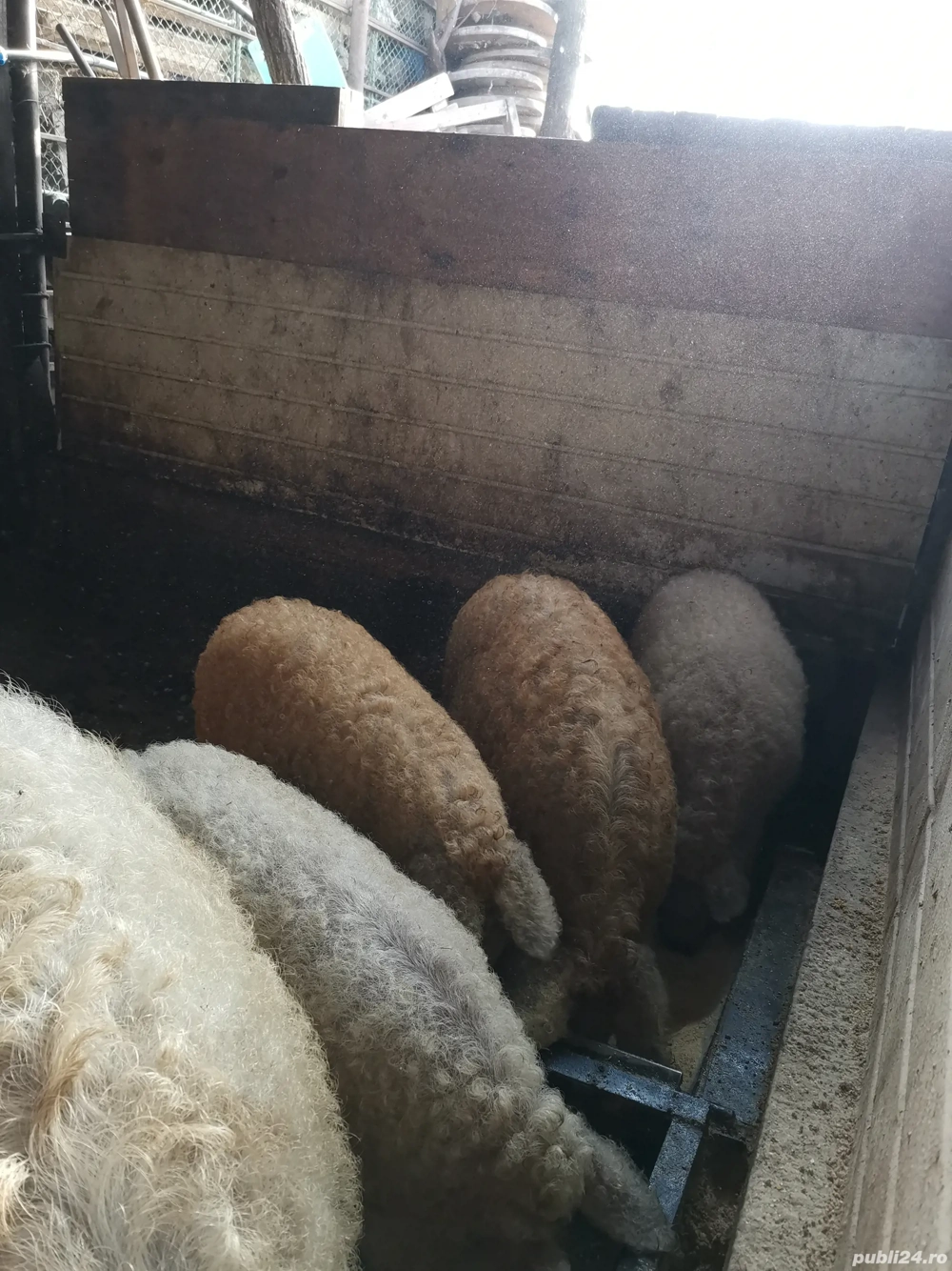 Purcei mangalita de vânzare 