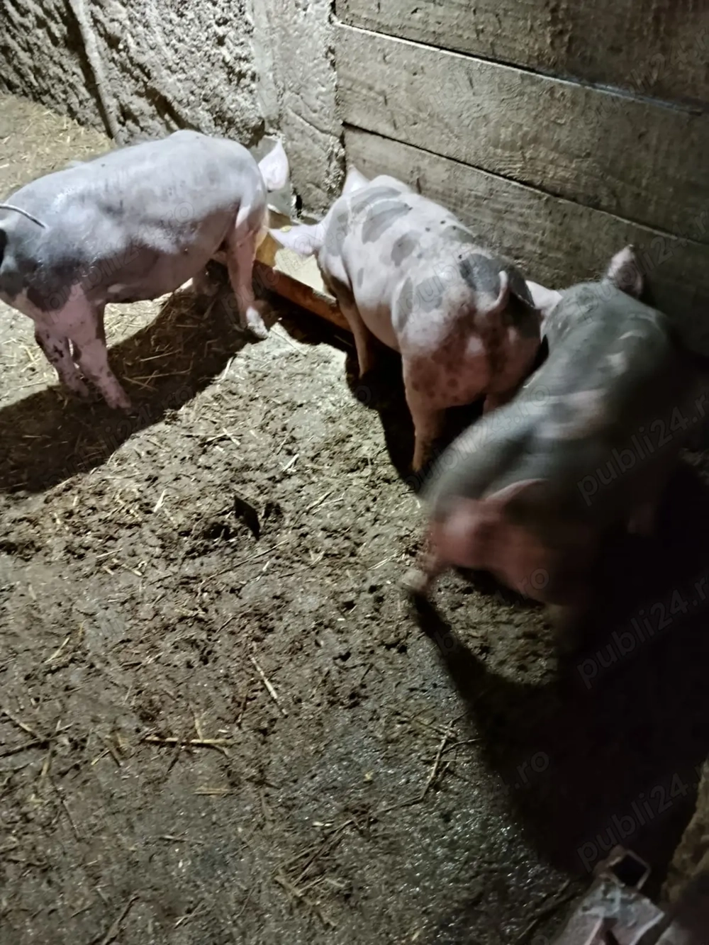 Vând scrofițe de reproducere 