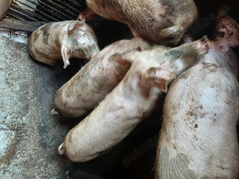 Vând porci și curcani