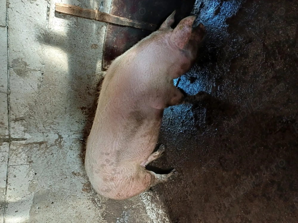 Vând porci 