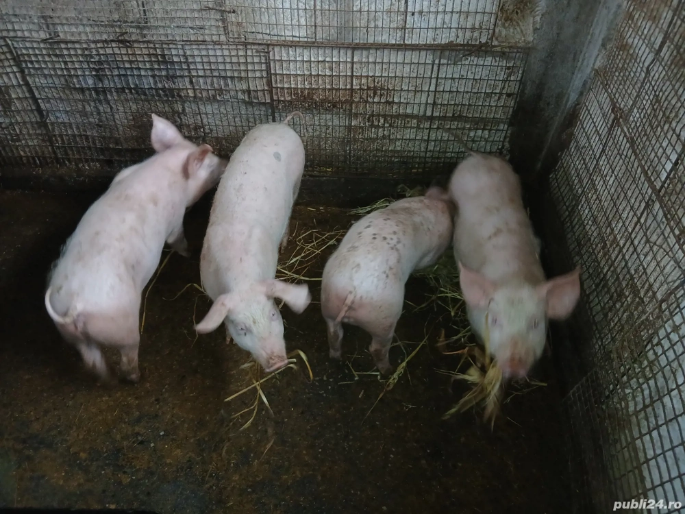 vand purcei 3 luni,40 kg+