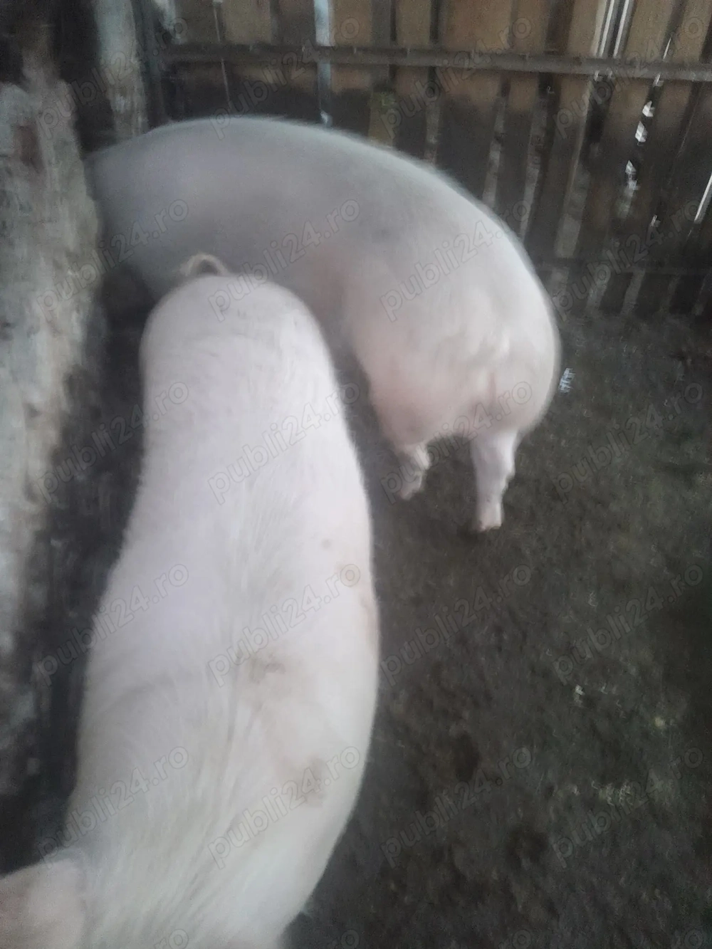 Vand un porc crescut acasa