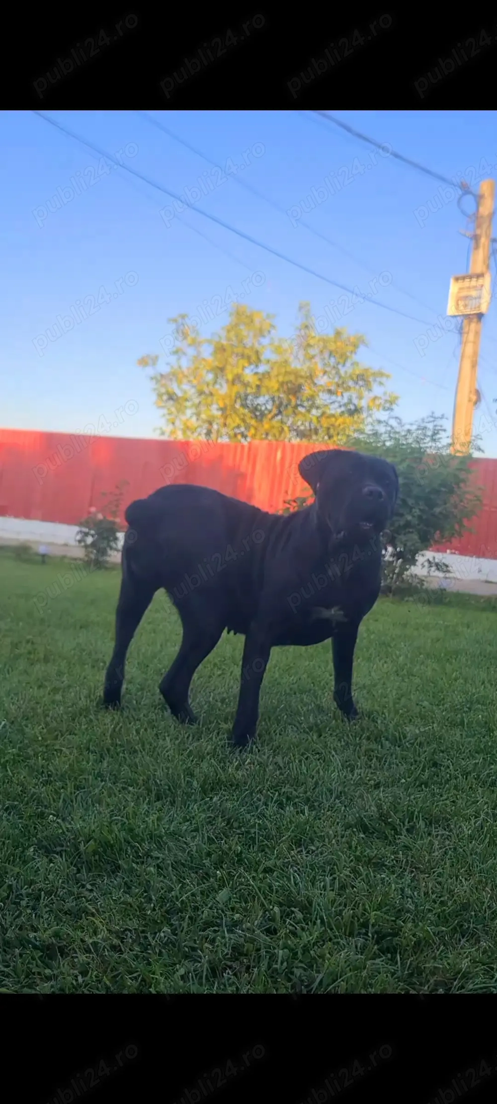 Femelă Cane corso...
