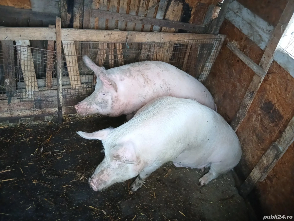 vând porci cu greutatea  intre 180 kg si 280 kg