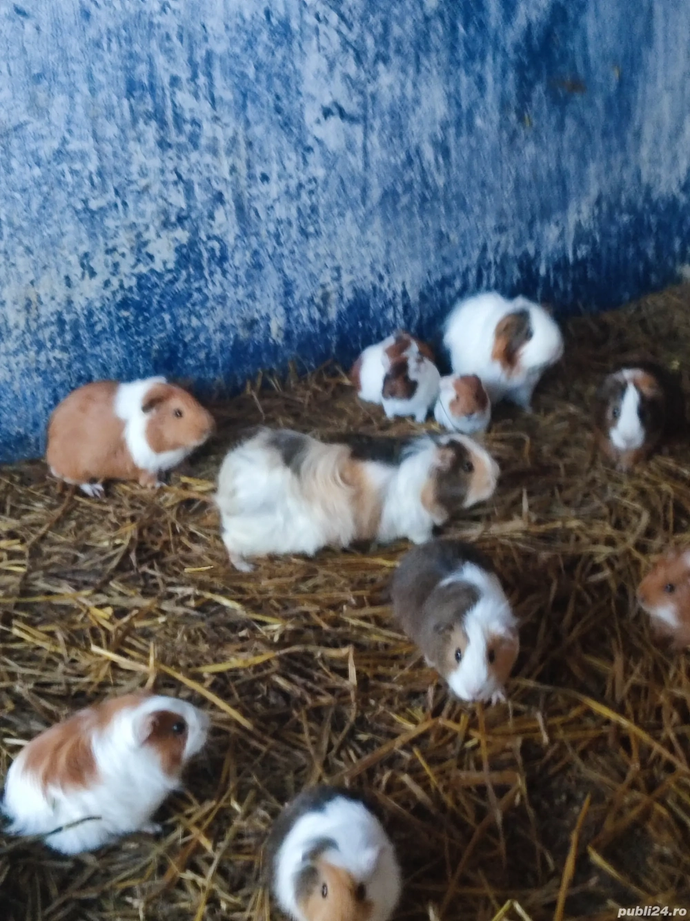 Ofer porcușori de Guineea sănătoși