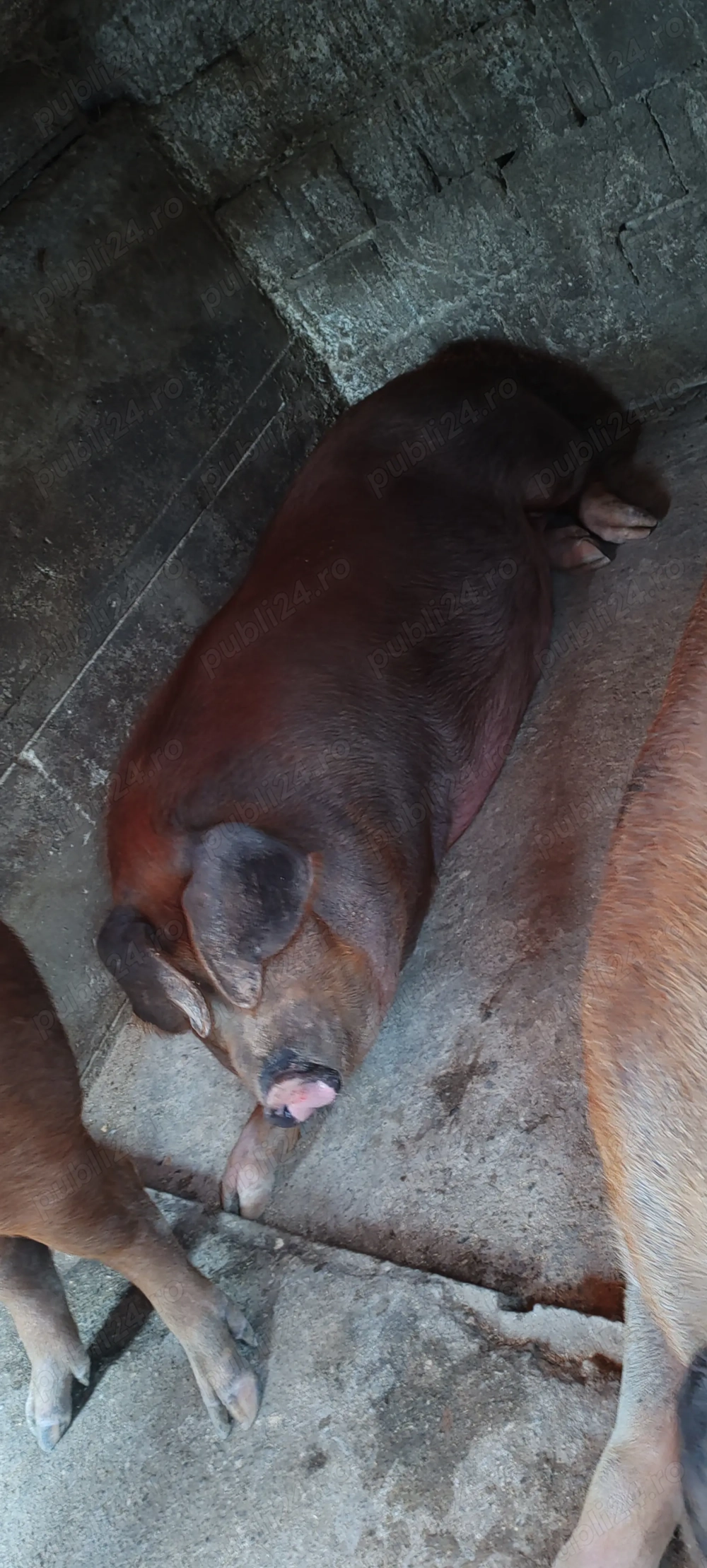 Vând porcii 16 lei kg