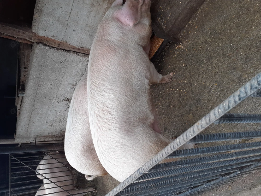 Vand porci marele alb 