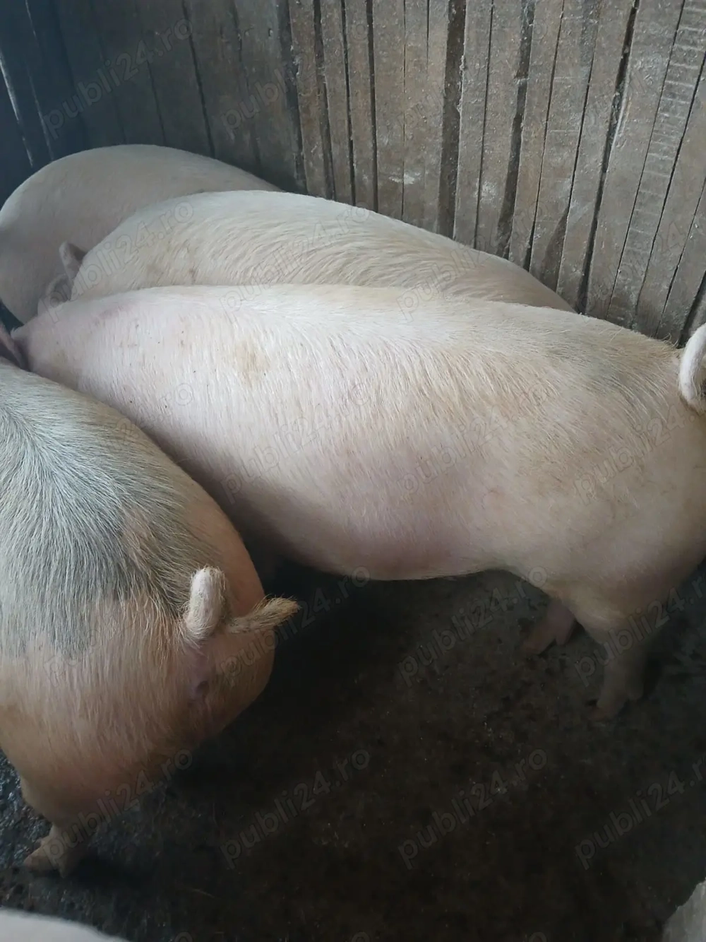 Vând doi porci cu greutate între 120 și 150 kg