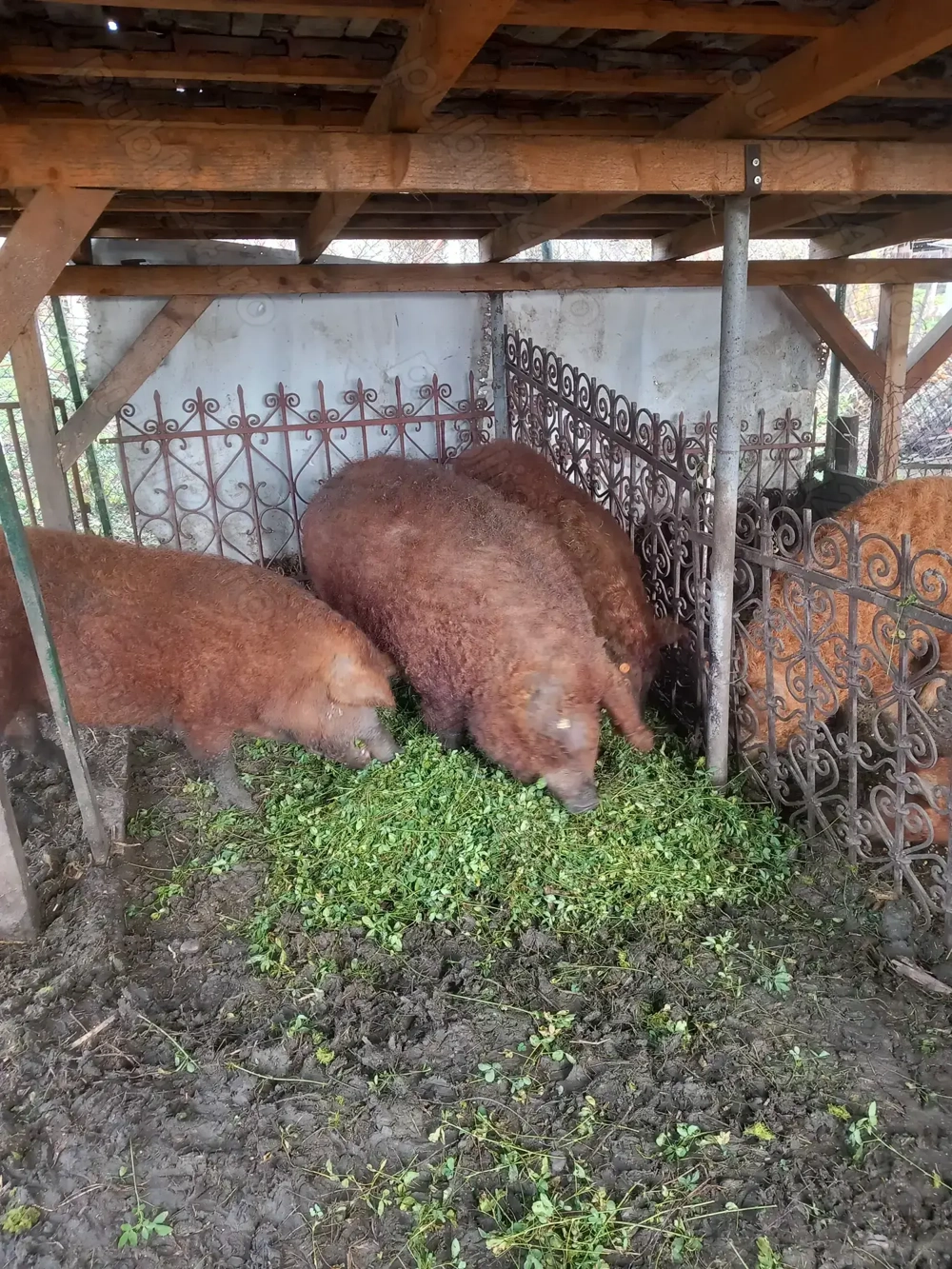 De sacrificat mangalita rosu cu pedigree