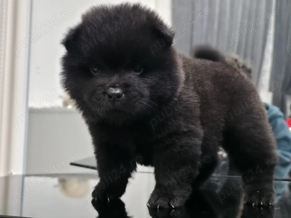 Pui mascul rasa chowchow