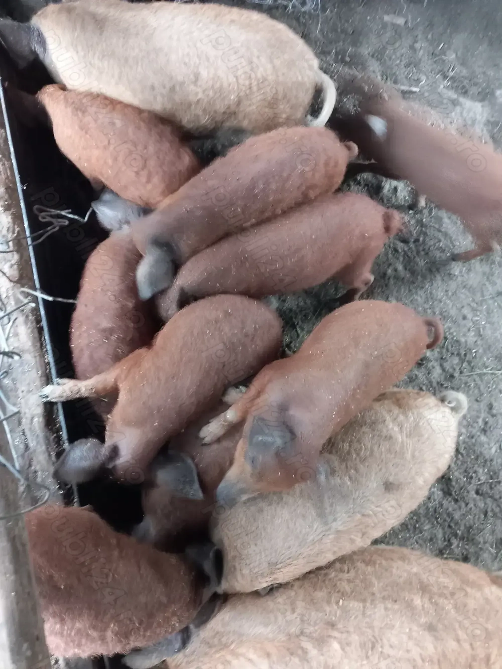 mangalita rasa pura de 3, 5 si 6luni