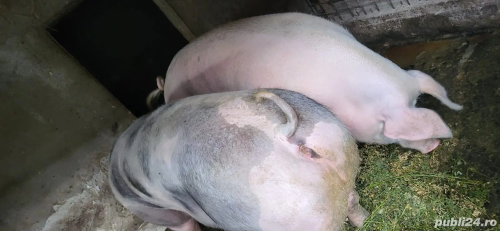 Porci de vanzare pentru Craciun