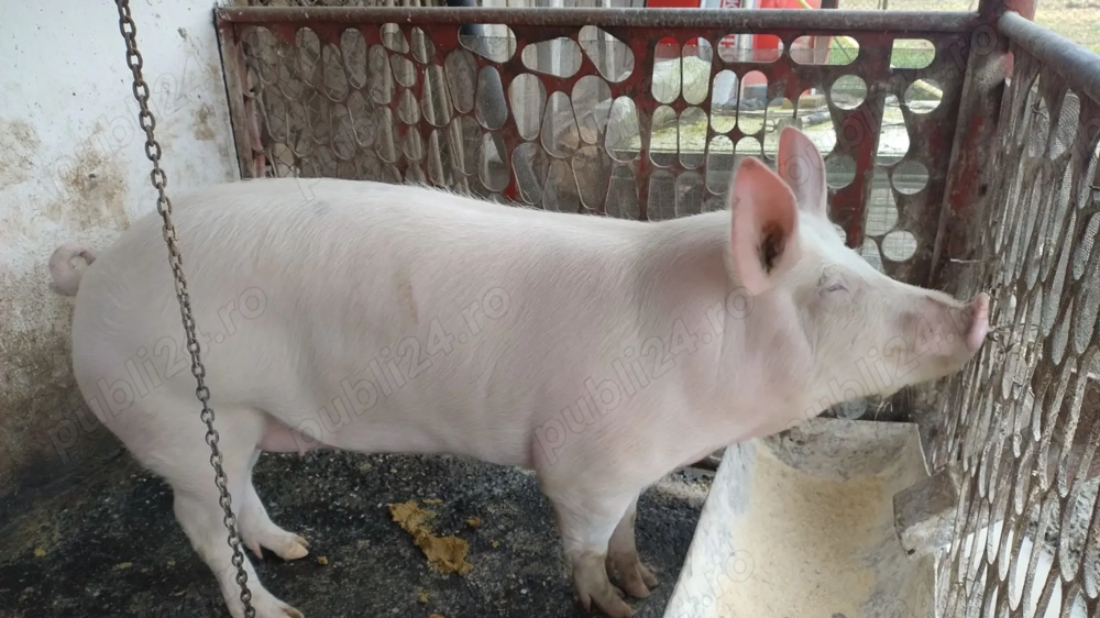 Porc de vanzare sanatos - 130 140 kg