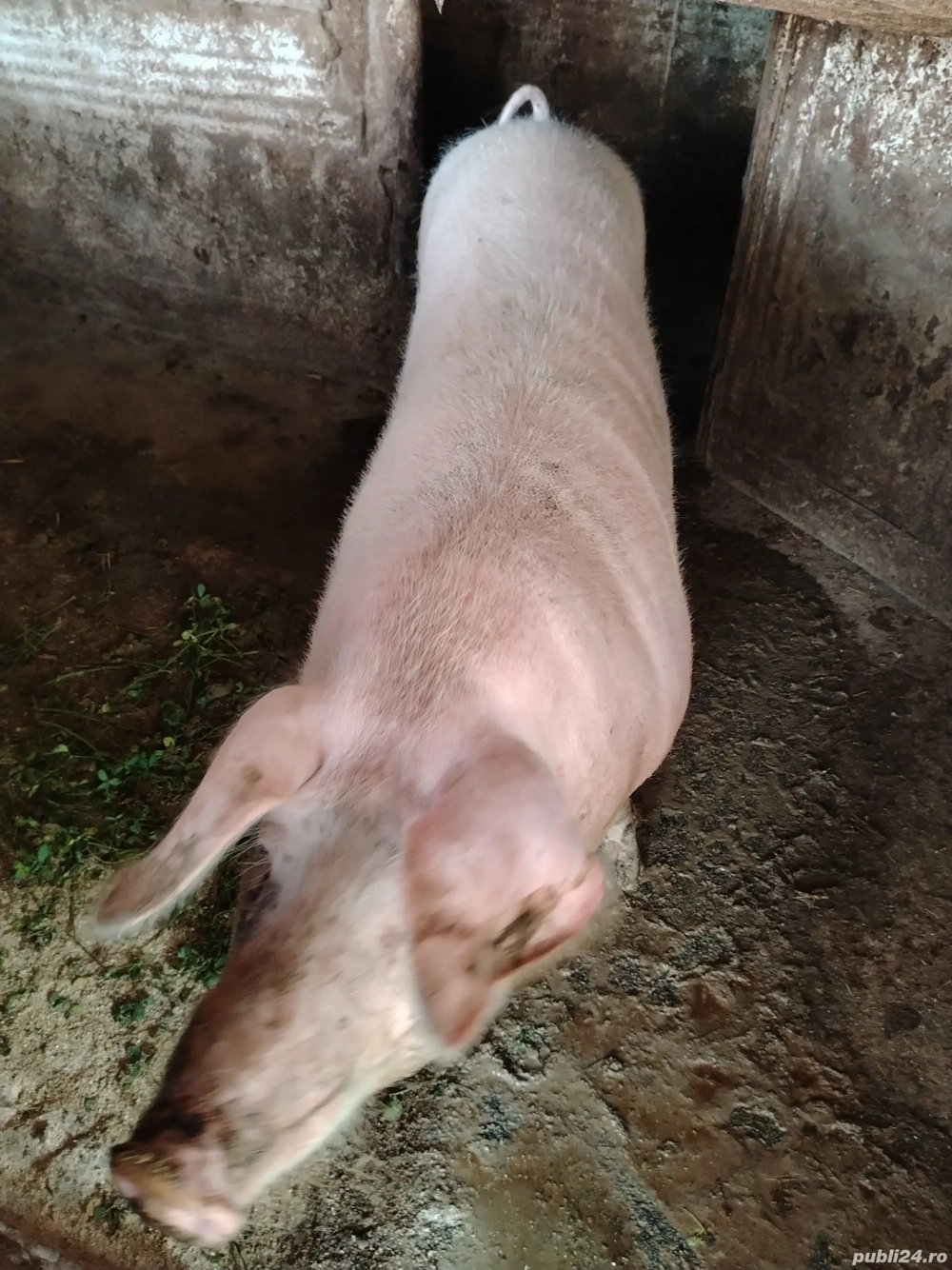 Porci pentru Crăciun