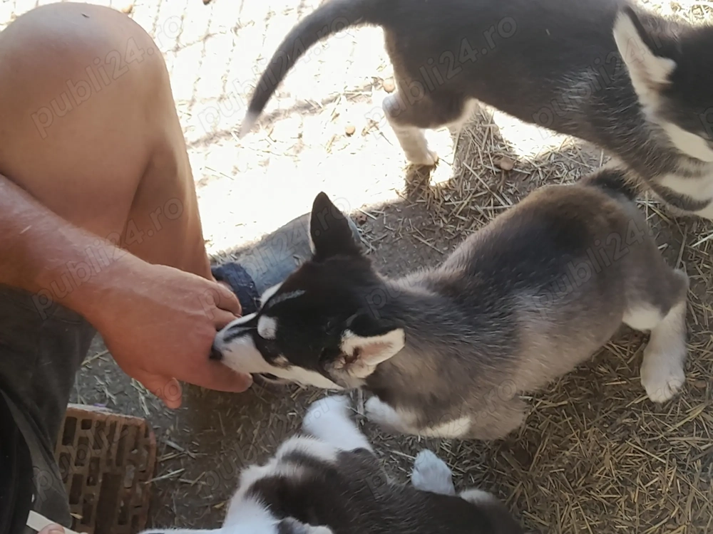 Vînd husky 2 caței și o cățelușă vîrsta 4 luni 350 ron bucata