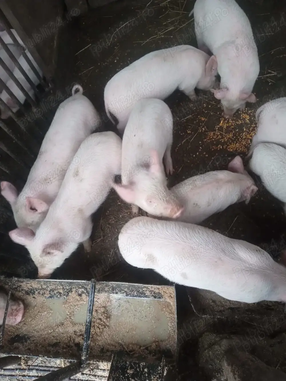 Vand Purcei Marele Alb