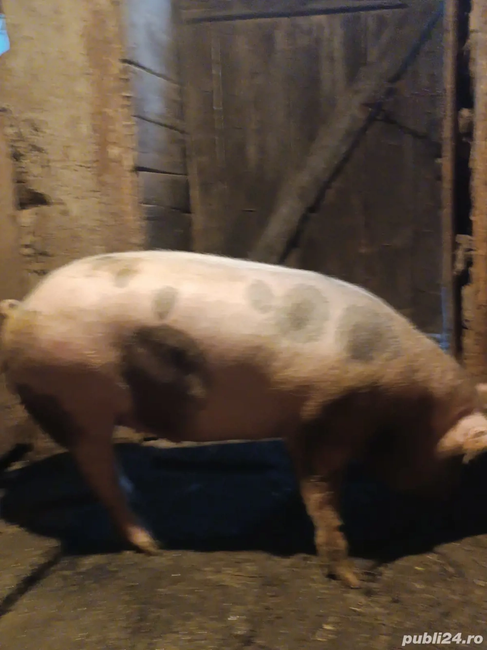 porcii de vânzare 