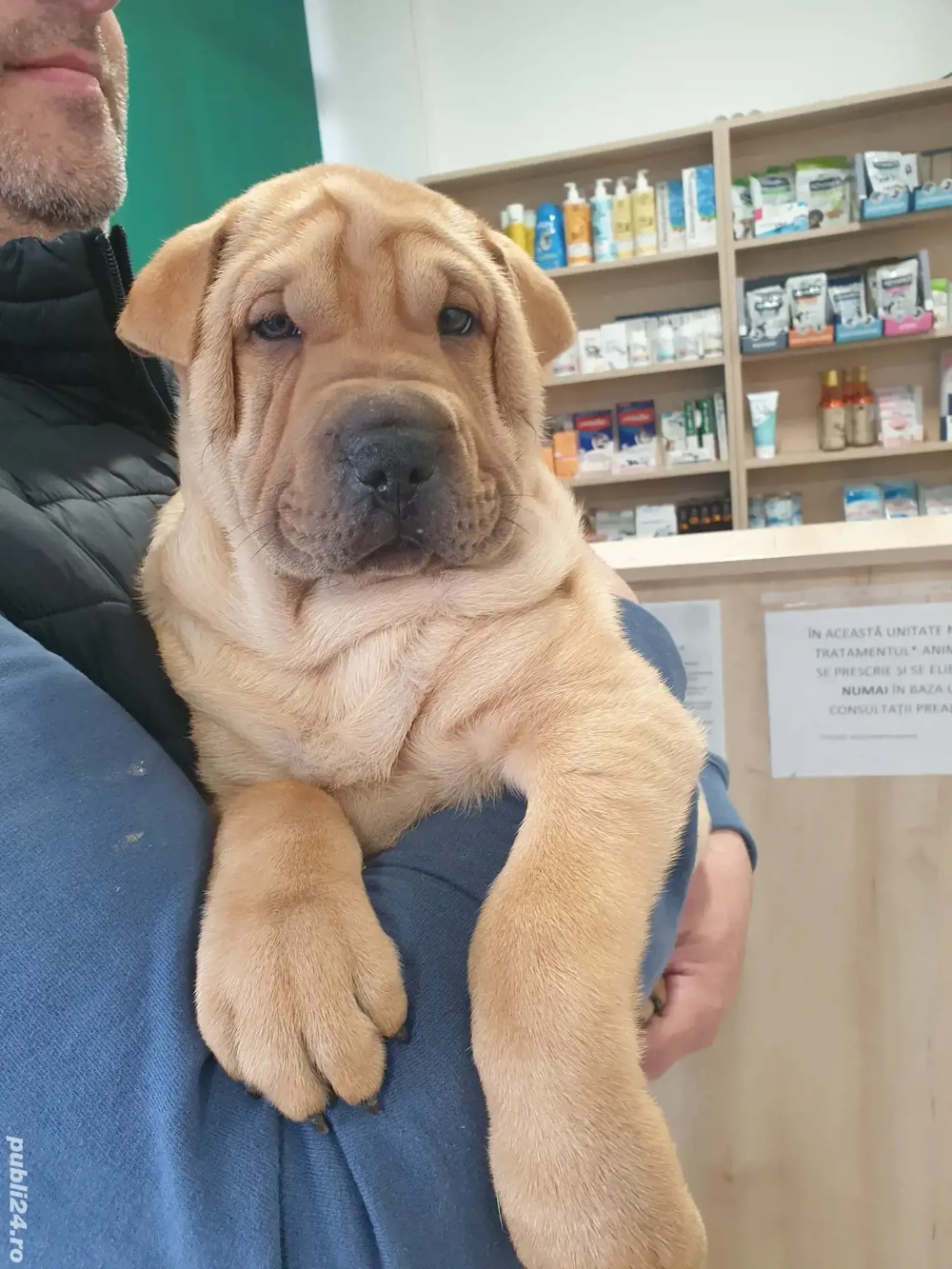 Shar pei adorabili 