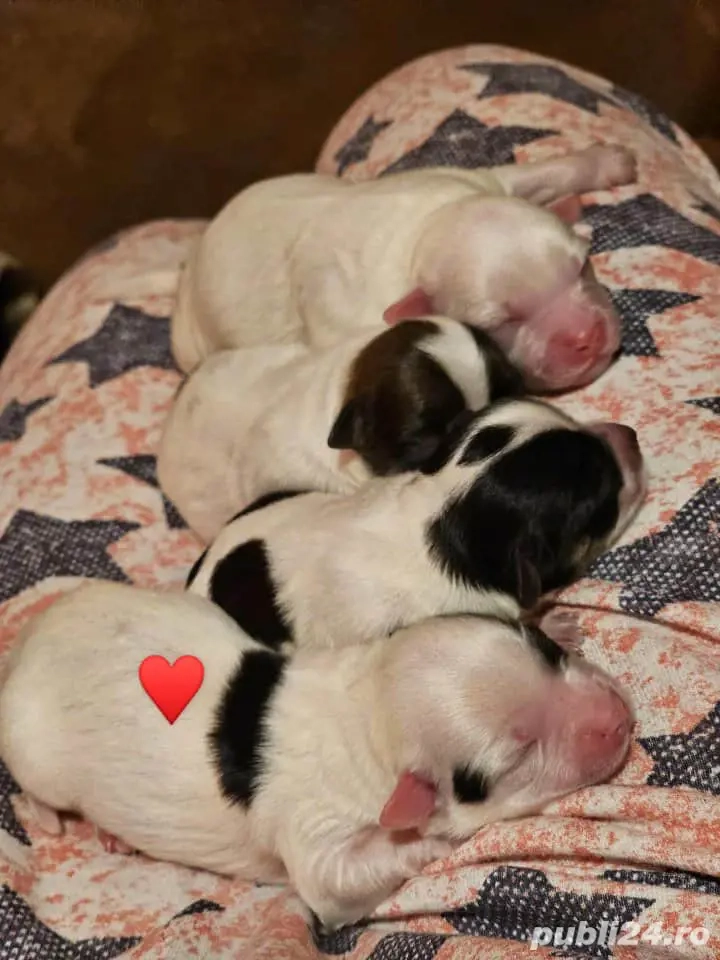  bison maltez mini toy 