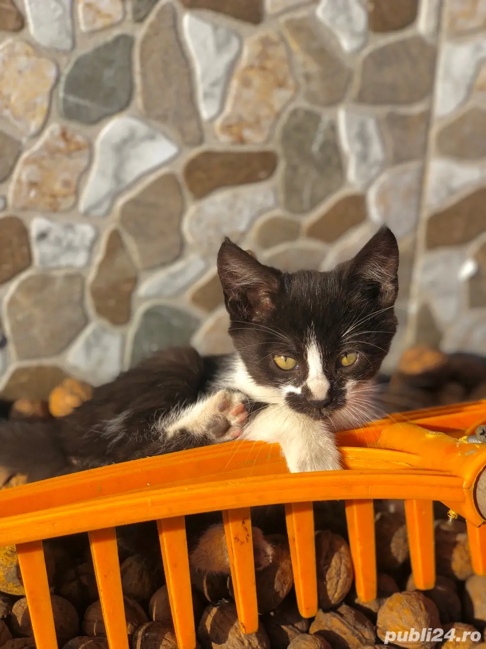 dau spre adoptie pui de pusica 