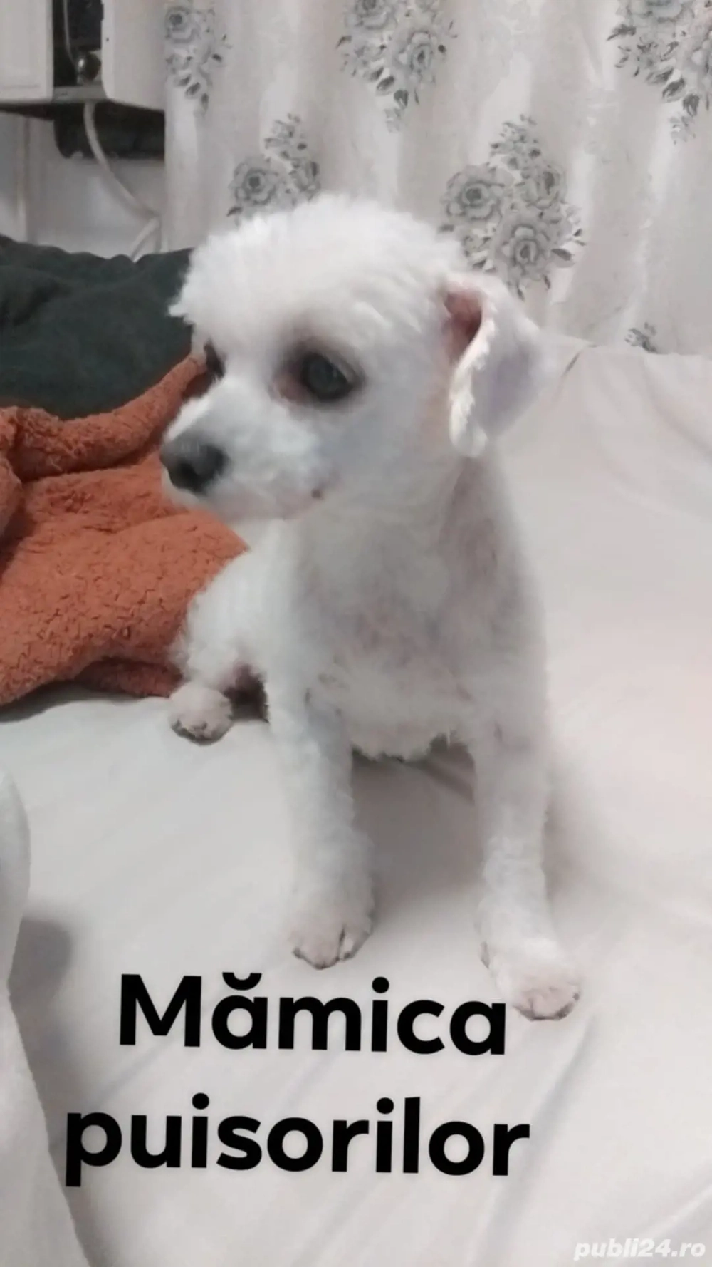 vand Bichon mini toy 