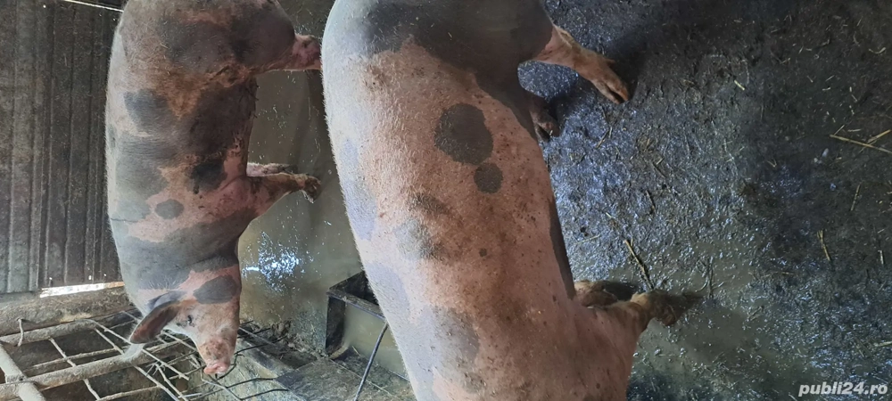 vand porci petreni 14 lei kg