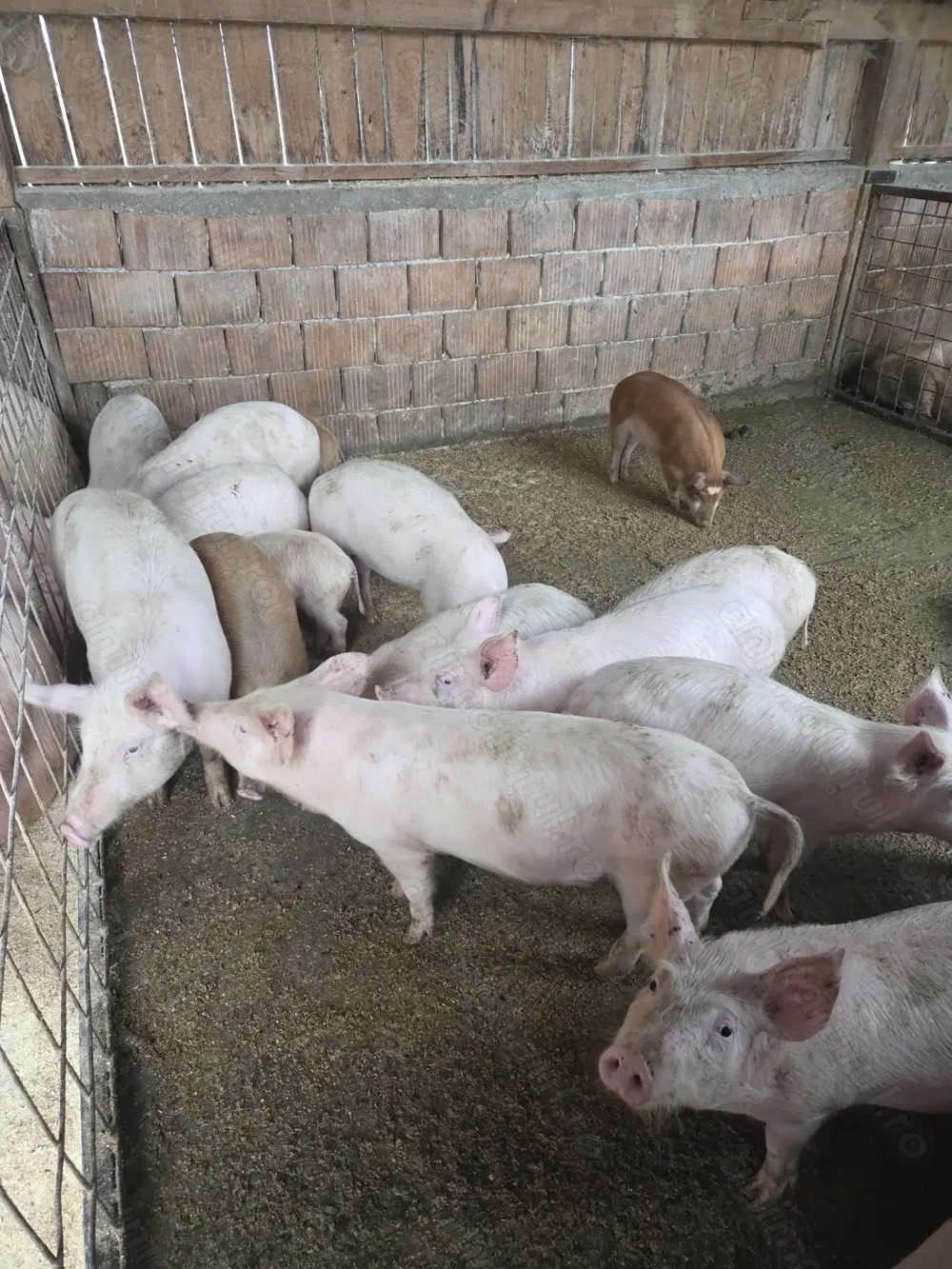 Vând purcei , soldani