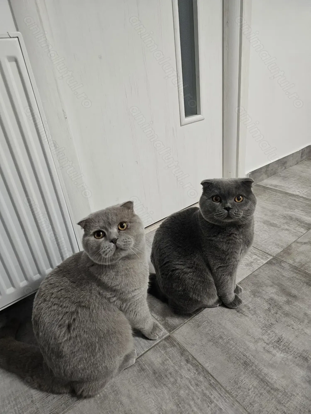 Motani Scottish Fold, 12 luni, adorabile   doar 1000 lei!