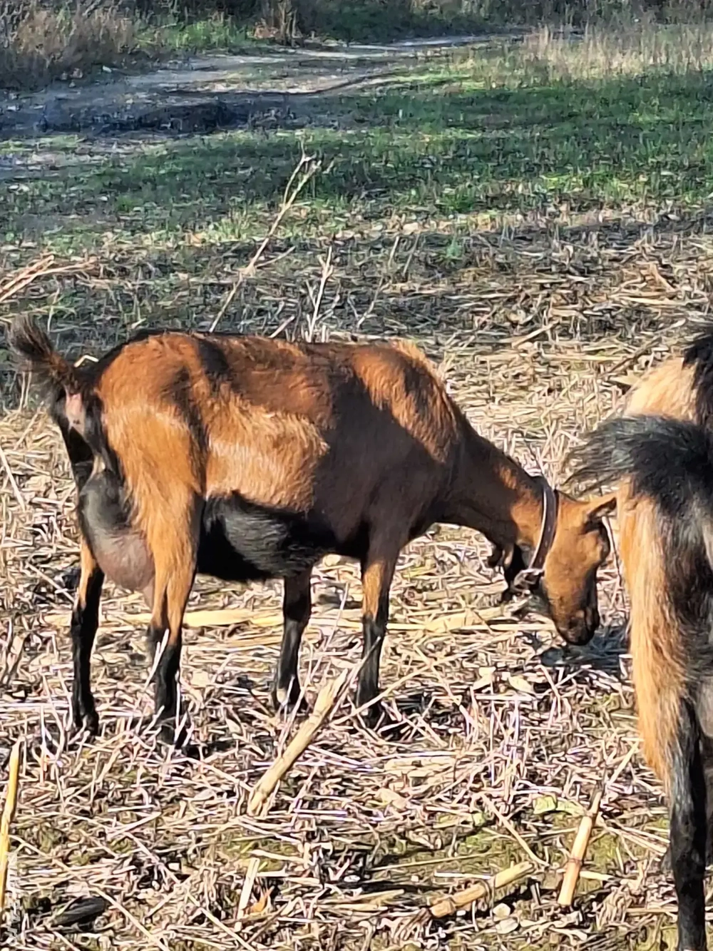 Vând capre alpine franceze 