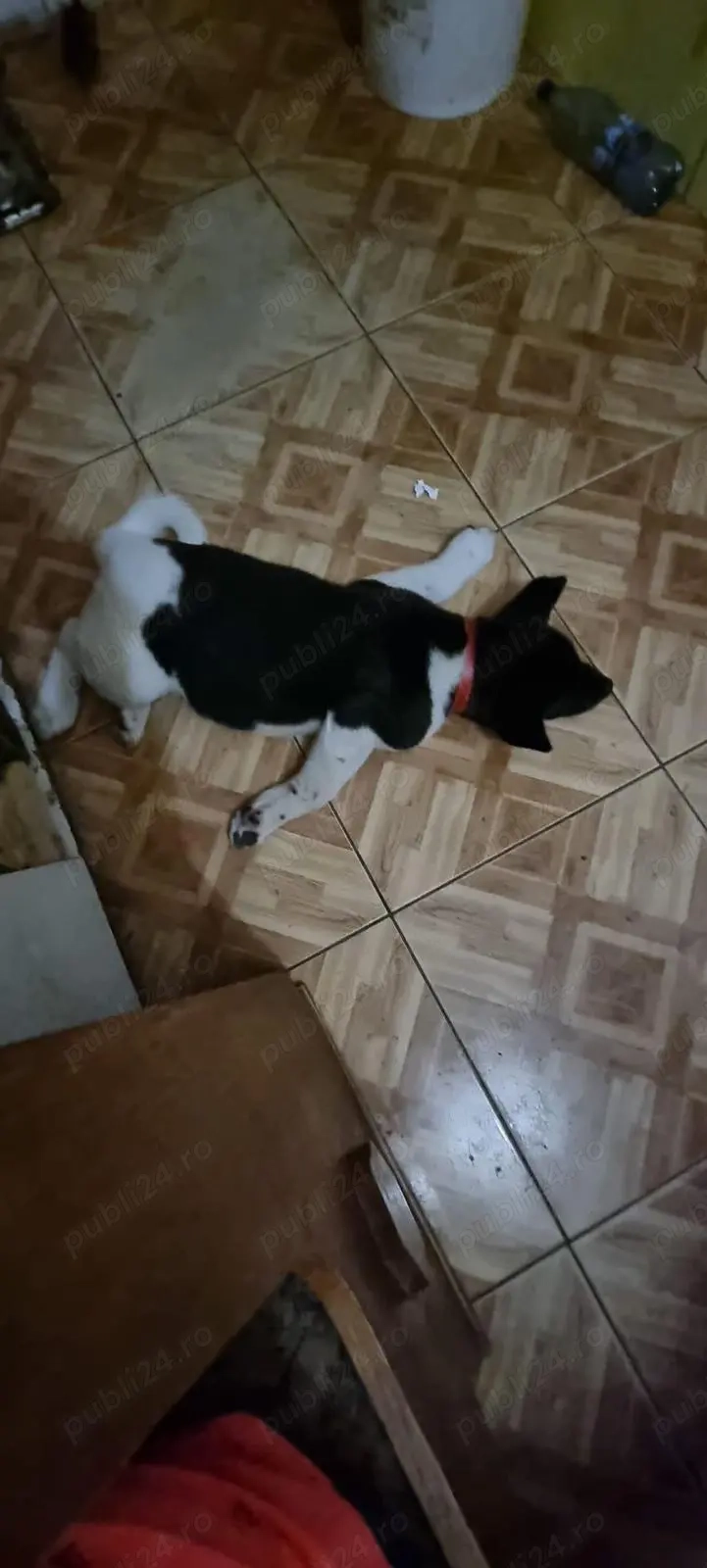 În căutare de căsuța! Puiuți de Akita American 