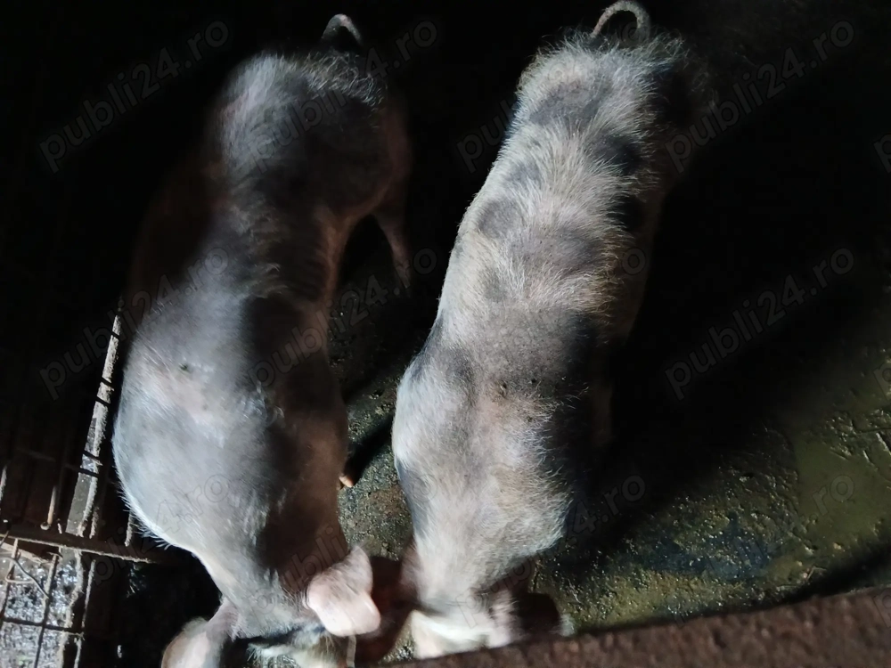 Porci de vânzare,  6-7 luni  