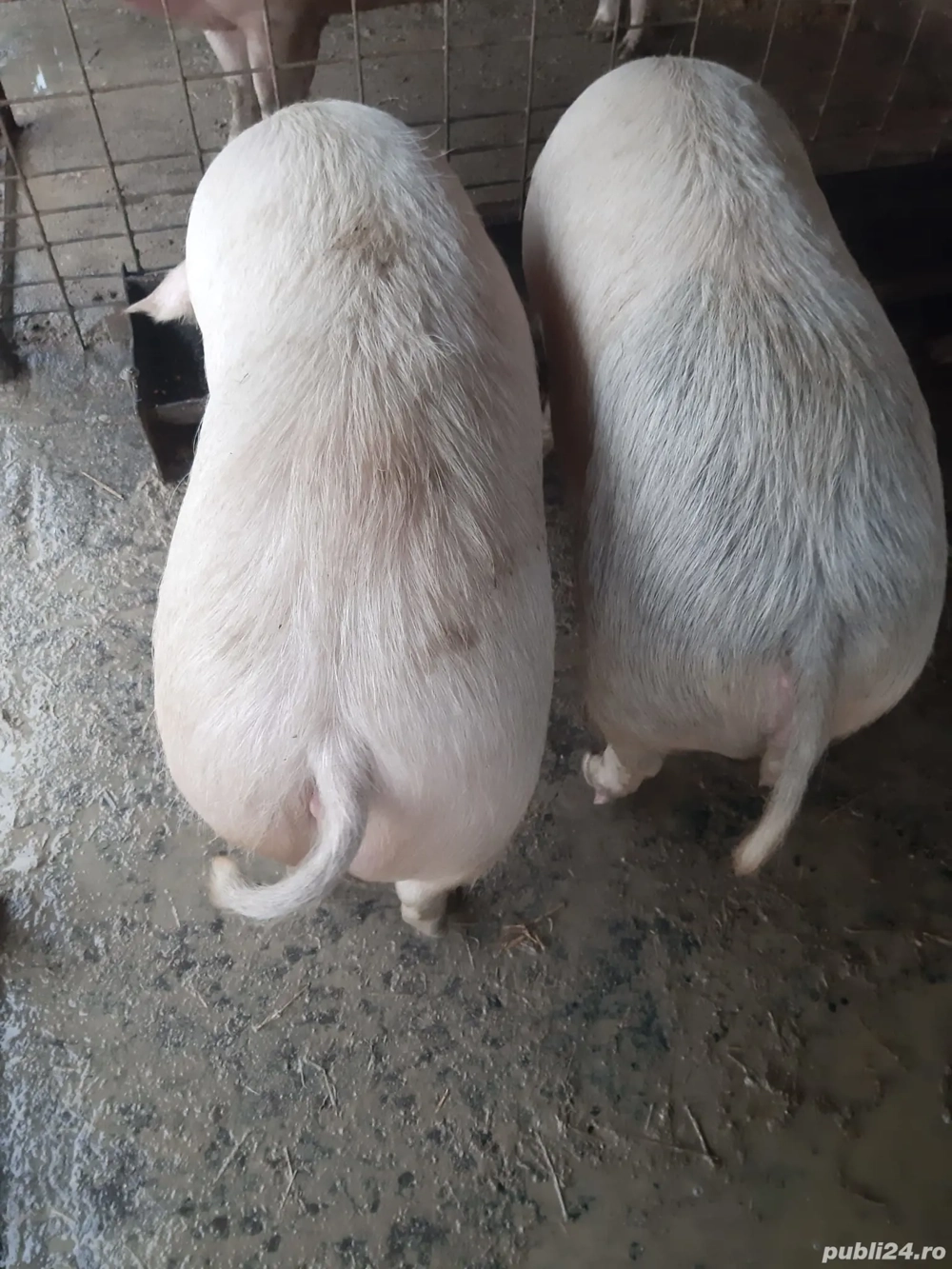 De vânzare porci 140-160 kg