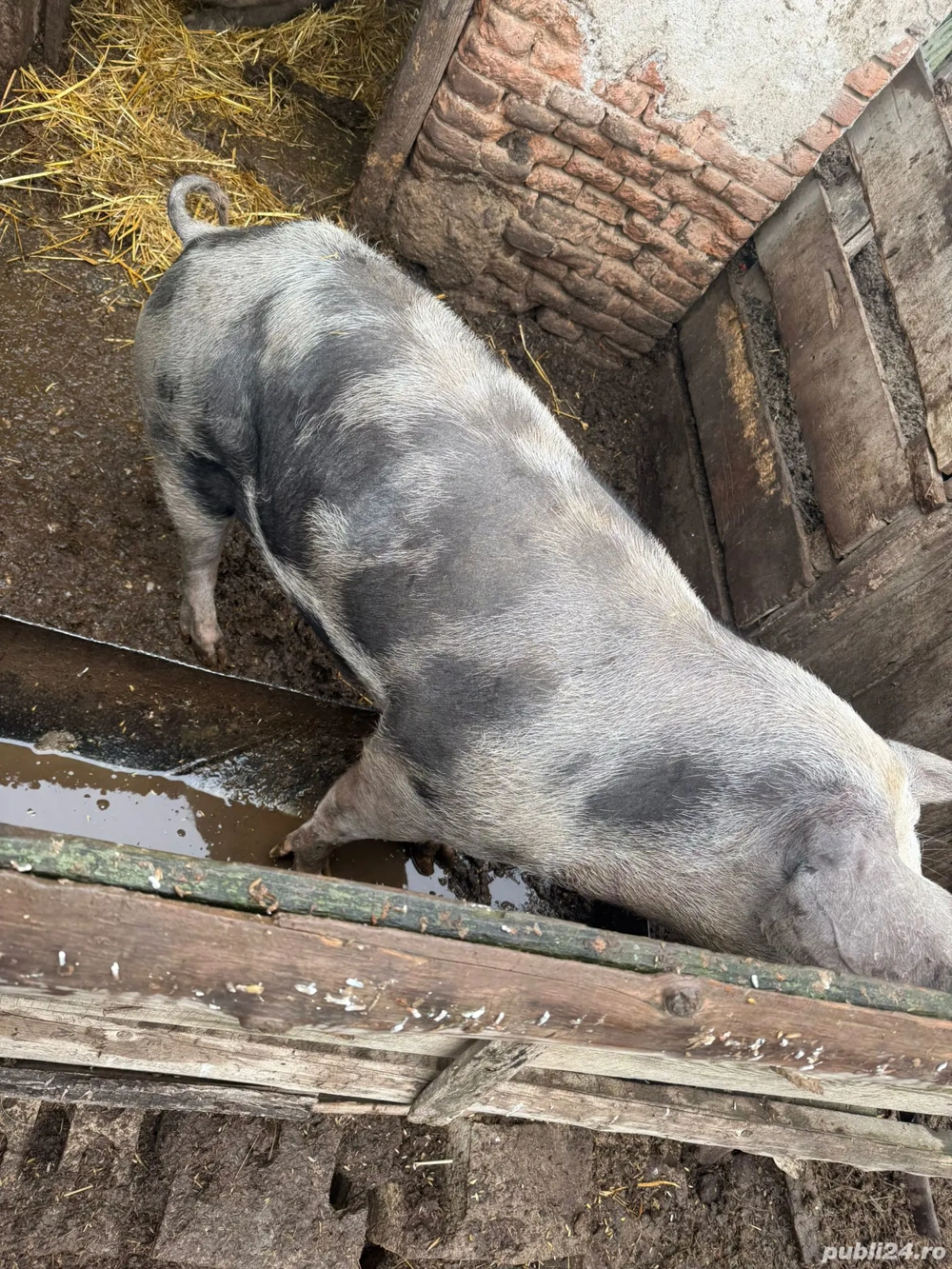 Porc  mai multe detalii la telefon 