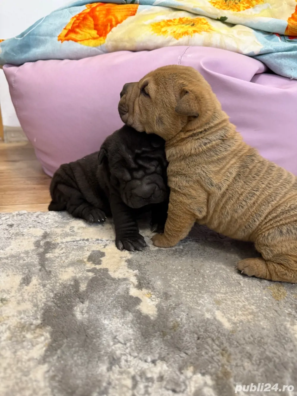Shar pei  sharpei !!