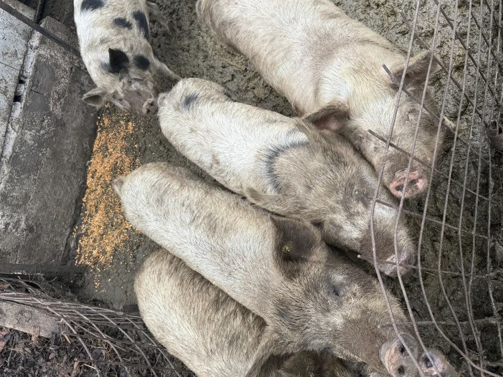 Vând porci crescuți natural 