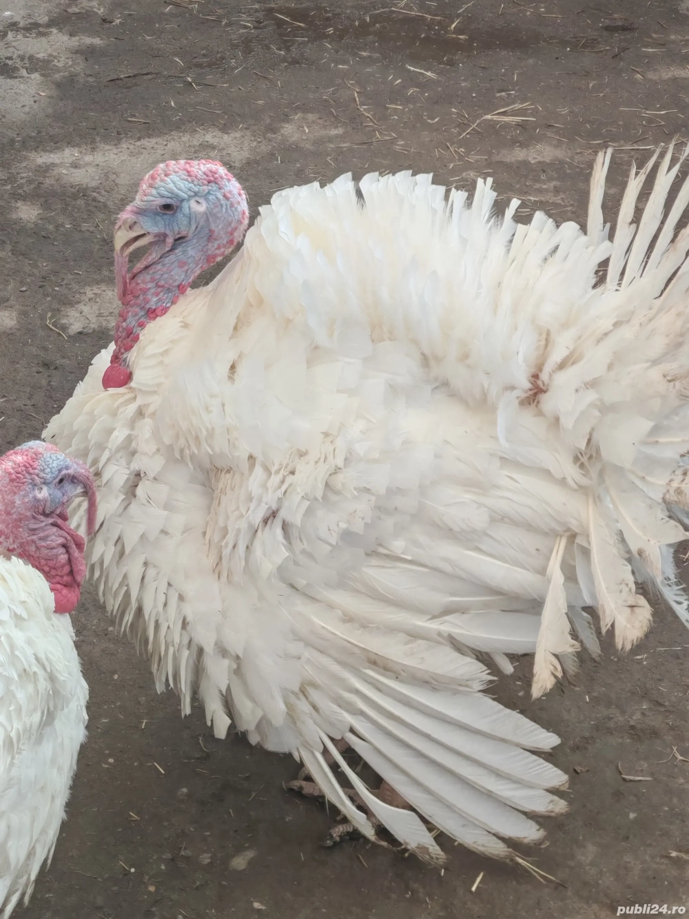 Vand curcani 4-6 kg ideal pt cuptor, livrare gratuita in Bucuresti si Ilfov 