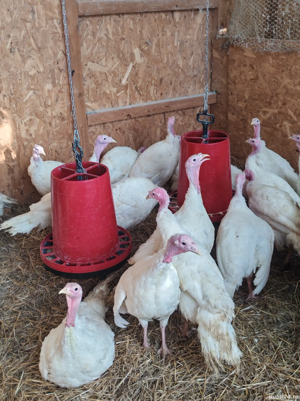 Vand curcani 4-8 kg, ideal pentru cuptor, livrare gratuita in Bucuresti si Ilfov 